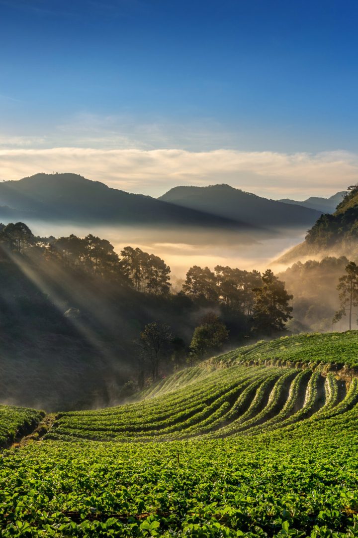 Beautiful Tea garden and sunrise on Darjeeling.